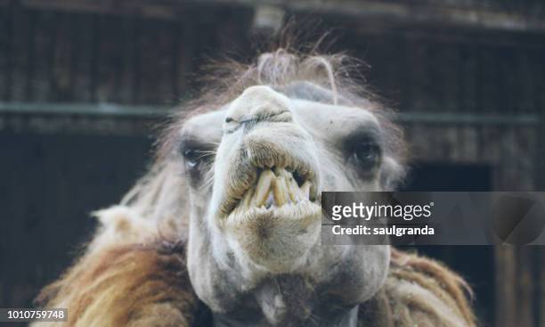 camel portrait - ugly animal stock pictures, royalty-free photos & images