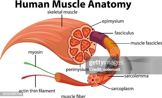 Muscles Explained Human Muscle Anatomy Diagram High-Res Vector Graphic - Getty Images