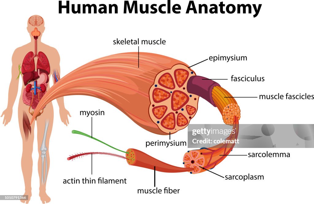 Wiki Muscle Human Muscle Anatomy Diagram High-Res Vector Graphic - Getty Images