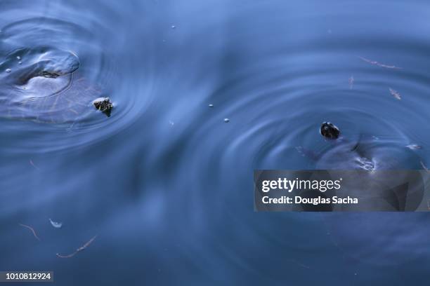 swimming turtles below the water surface - eastern painted turtle stock pictures, royalty-free photos & images