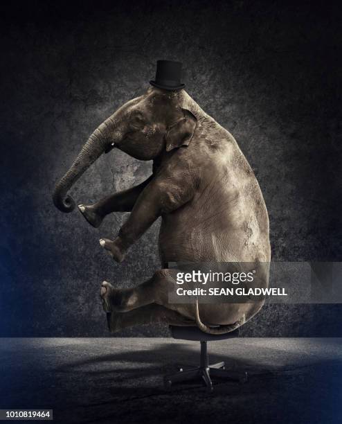 elephant with top hat on chair - elephant funny stock pictures, royalty-free photos & images
