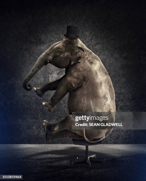 elephant with top hat on chair - elephant funny imagens e fotografias de stock