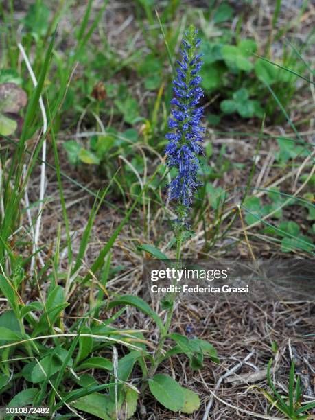 Speedwell Forrest 55 Mountain Speedwell Stock Photos, High-Res Pictures, and Images ...