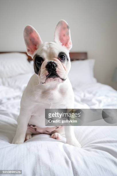 ベッドの上に座っているかわいいフランスのブルドッグの子犬 - フレンチブルドッグ ストックフォトと画像