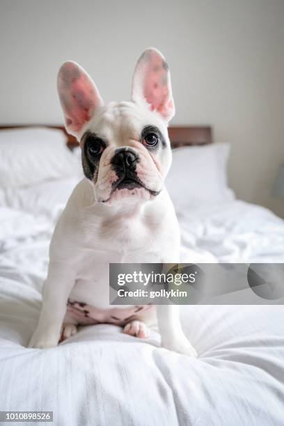 cute french bulldog puppy sitting on bed - buldogue francês imagens e fotografias de stock