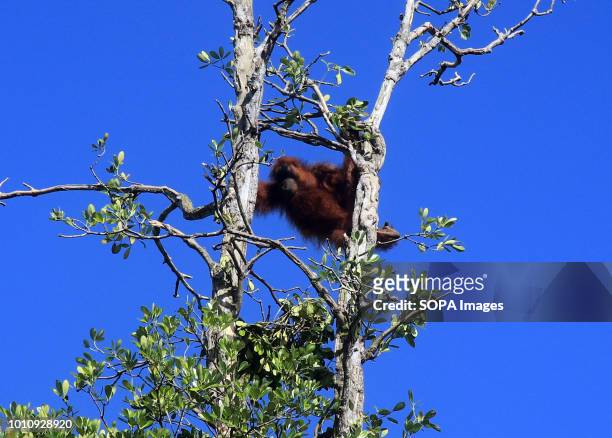 An orangutan seen up high in a tree. Evacuation of a 15 year old female orangutan with a height of 20 meters, malnutrition and isolated location from...