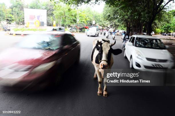 Cow In Road Cow Traffic Photos and Premium High Res Pictures - Getty Images