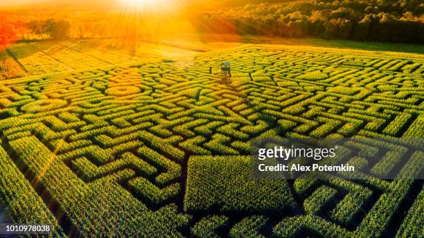 der riesige halloweens maislabyrinth in pennsylvania, poconos region - corn maze stock-fotos und bilder