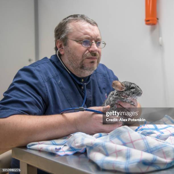 der tierarzt untersucht das chinchilla in der tierklinik - chinchilla stock-fotos und bilder