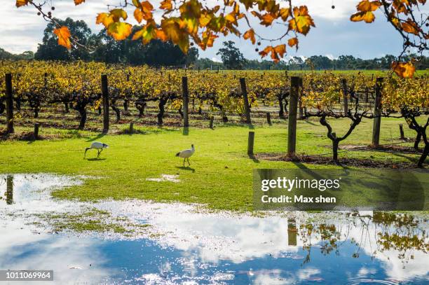 landscape of vineyard in swan valley, australia - swan valley stock pictures, royalty-free photos & images