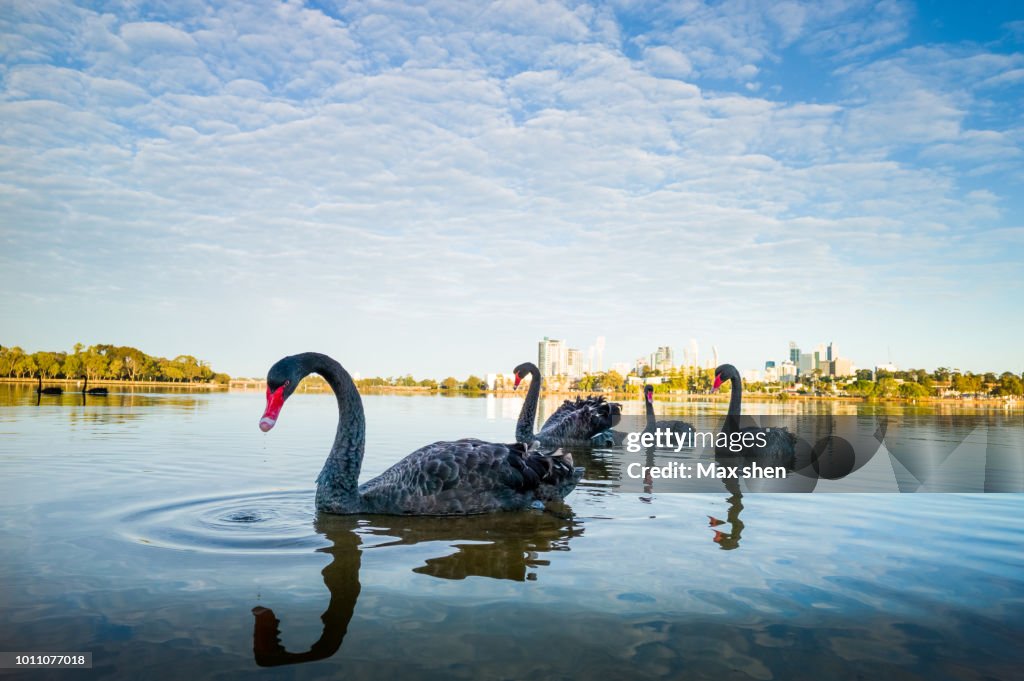 Black swans in the Swan River in Perth city