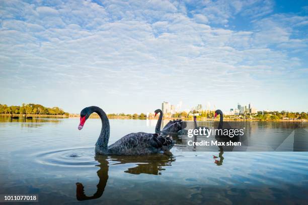 black swans in the swan river in perth city - black swans stock pictures, royalty-free photos & images