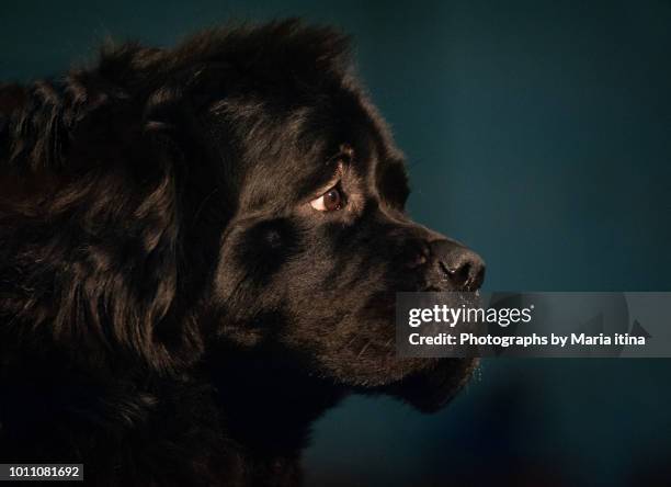 newfoundland dog portrait - newfoundlandshund bildbanksfoton och bilder