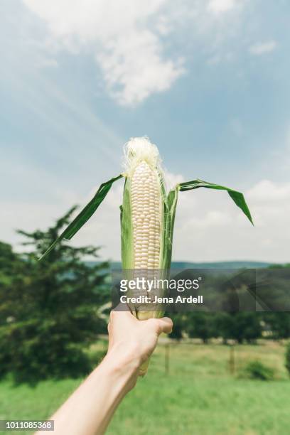 corn on the cob, hand holding ear of corn, farm fresh produce, sweet corn, summer produce, summer vegetable - husk stockfoto's en -beelden