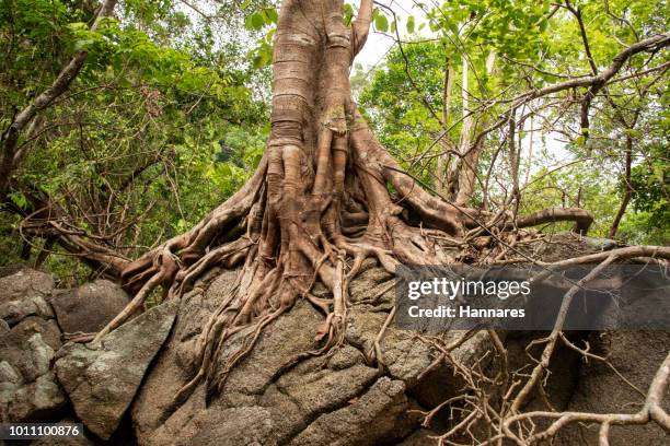 banyan root - broken tree stock pictures, royalty-free photos & images