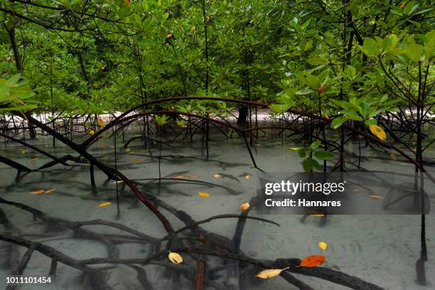 mangrove habitat - blacktip reef shark foto e immagini stock