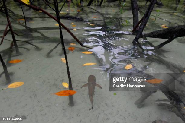 young animal - blacktip reef shark stock-fotos und bilder