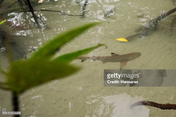 blacktip reef shark - blacktip reef shark stock-fotos und bilder