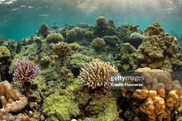 coral reef - 炭酸石灰 ストックフォトと画像