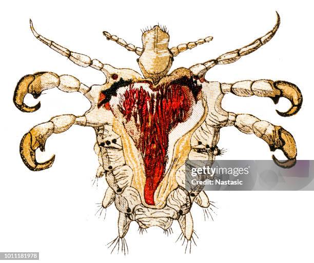 crab louse or pubic louse (pthirus pubis) - louse stock illustrations