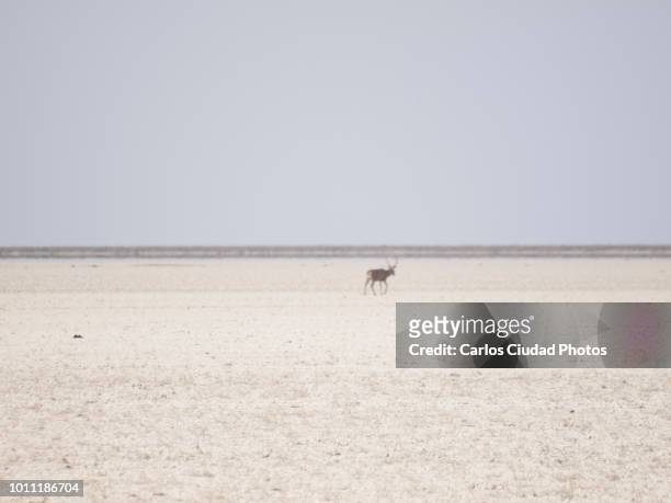 red deer walking alone on drought land in spain - nationaal park donana stockfoto's en -beelden