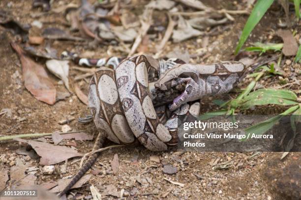 boa constrictor (boa constrictor) feeding on prey lizard, tijuca forest national park, rio de janeiro, brazil - rainforest boa constrictor stock pictures, royalty-free photos & images