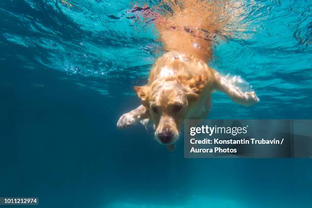 dog swimming in pool - water cooler stock-fotos und bilder