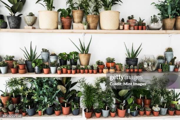 large selection of plants in flowerpots on shelves in a plant shop. - pot plants stockfoto's en -beelden
