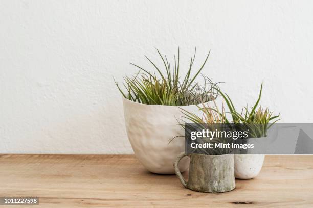 close up of three varieties of air plants in terracotta pots on a wooden shelf. - air plant stock pictures, royalty-free photos & images