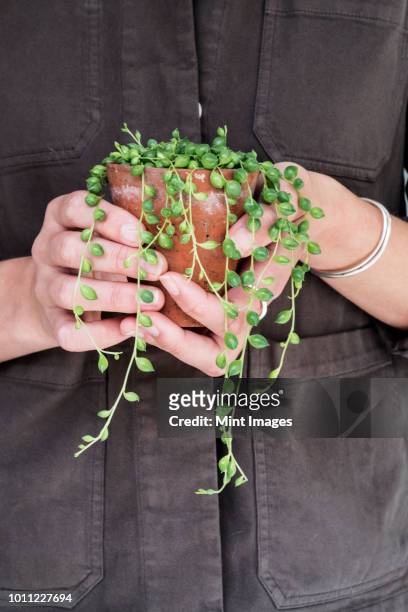 close up of woman holding string of pearls plant in terracotta pot. - airplant bildbanksfoton och bilder