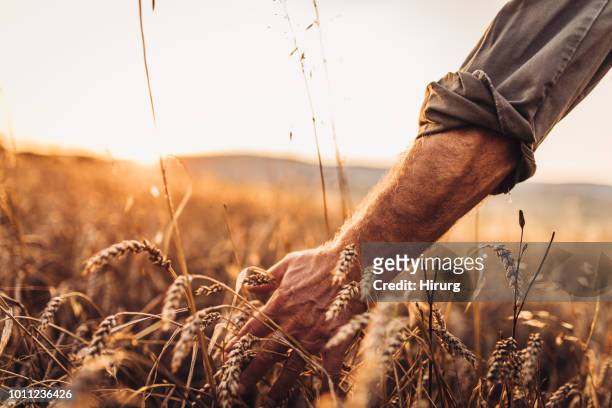granjero de tocar las cabezas doradas de trigo mientras caminando campo a través - trigo fotografías e imágenes de stock