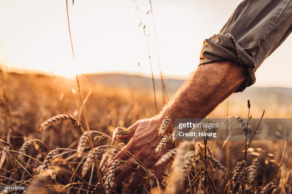 Farmer touching golden heads of wheat while walking through field
