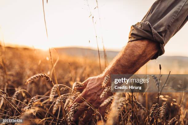 jordbrukaren att vidröra gyllene huvuden av vete medan promenader genom fält - crop bildbanksfoton och bilder