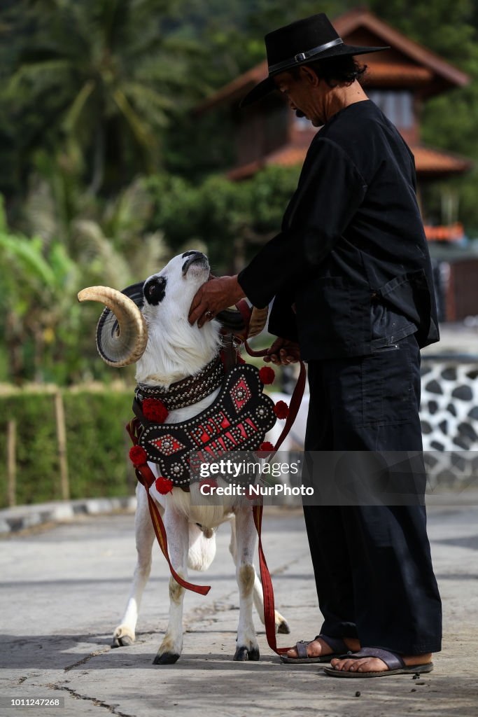 Traditional Ram Fighting in Garut