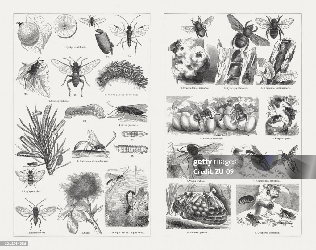 Insects (Hymenoptera), wood engravings, published in 1897