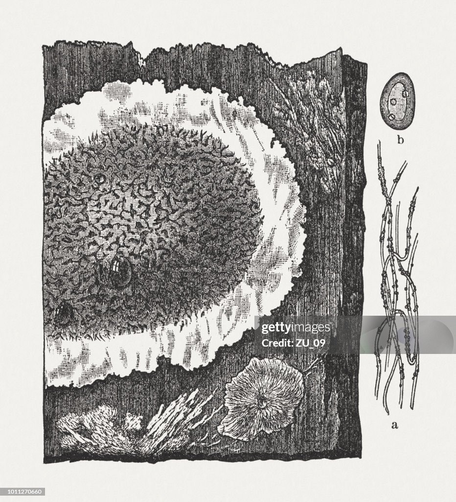 Rot Pattern Drawing Dry Rot Wood Engraving Published In 1897 High-Res Vector Graphic ...