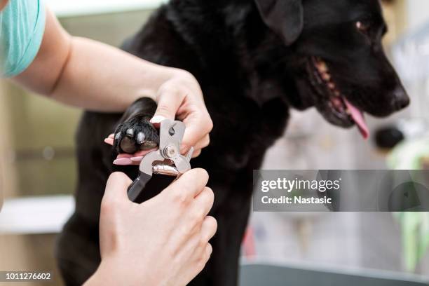 dog groomer cortar clavos en perro negro labrador retriever - uñas fotografías e imágenes de stock