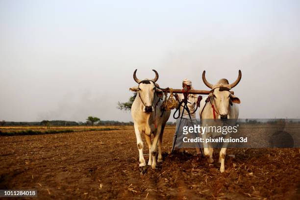 boer ploegen veld met behulp van houten plough - asian ox stockfoto's en -beelden