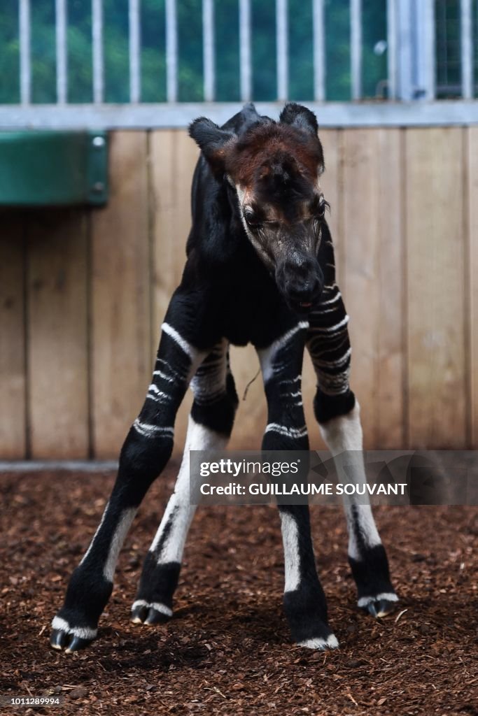 FRANCE-ANIMAL