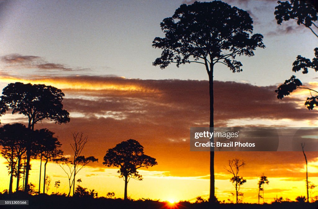 Isolated Brazil nut tree sentenced to death after Amazon...