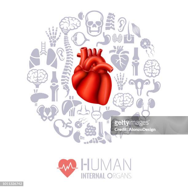 human heart. human internal organs collage - pancreas 3d stock illustrations
