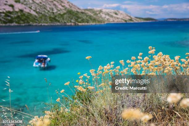 flowers and turquoise sea water in island rab - strawflower stock pictures, royalty-free photos & images