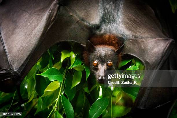 fruit beats portrait - fruit bat stock pictures, royalty-free photos & images