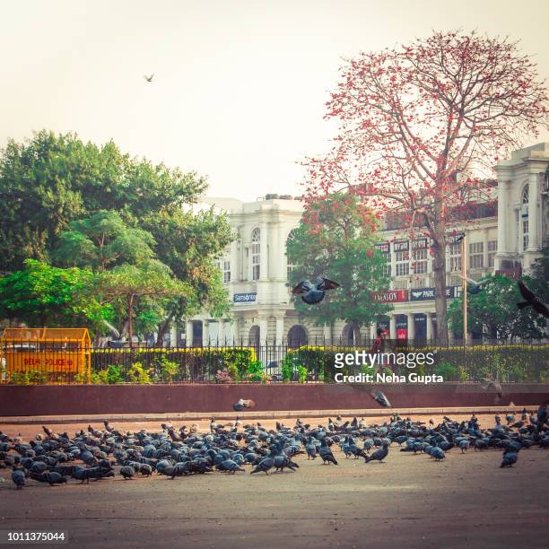 feeding pigeons - connaught place, new delhi, india - new delhi street stock pictures, royalty-free photos & images