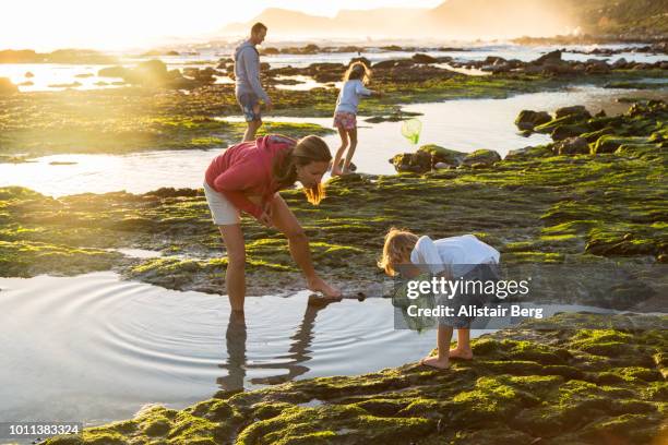 family exploring together on the beach - cape town beach stock pictures, royalty-free photos & images