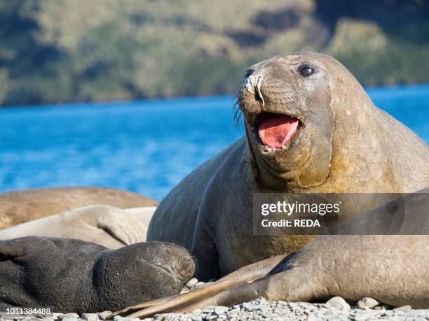85 Elephant Seal Young Female Photos and Premium High Res Pictures - Getty Images 85 Elephant Seal Young Female Photos and Premium High Res Pictures - Getty Images