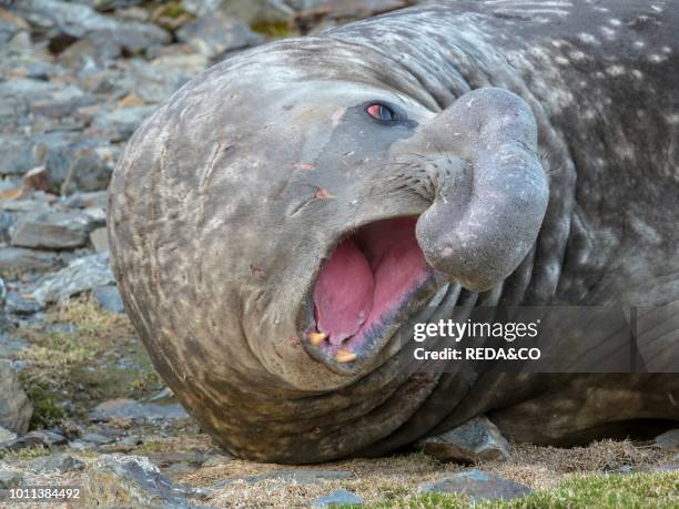 Southern elephant seal Mirounga leonina bull on beach showing threat behaviour Antarctica Subantarctica South Georgia October.