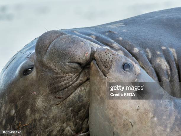 Southern elephant seal Mirounga leonina bull and female on beach Antarctica Subantarctica South Georgia October.