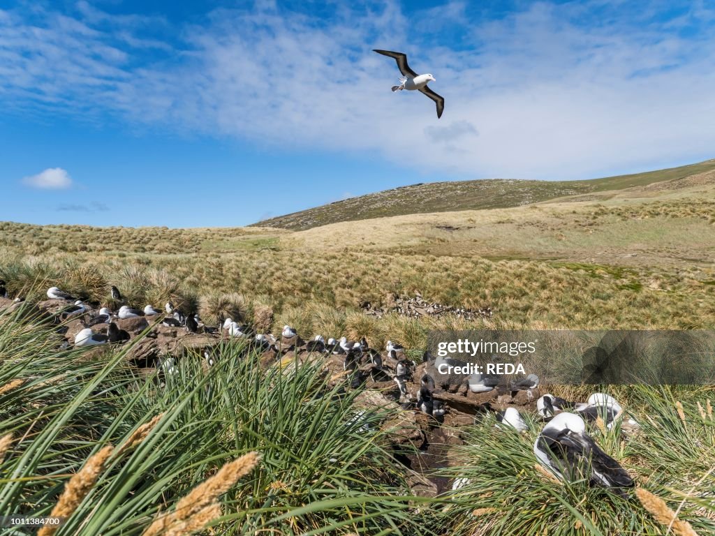 Black-browed albatross.