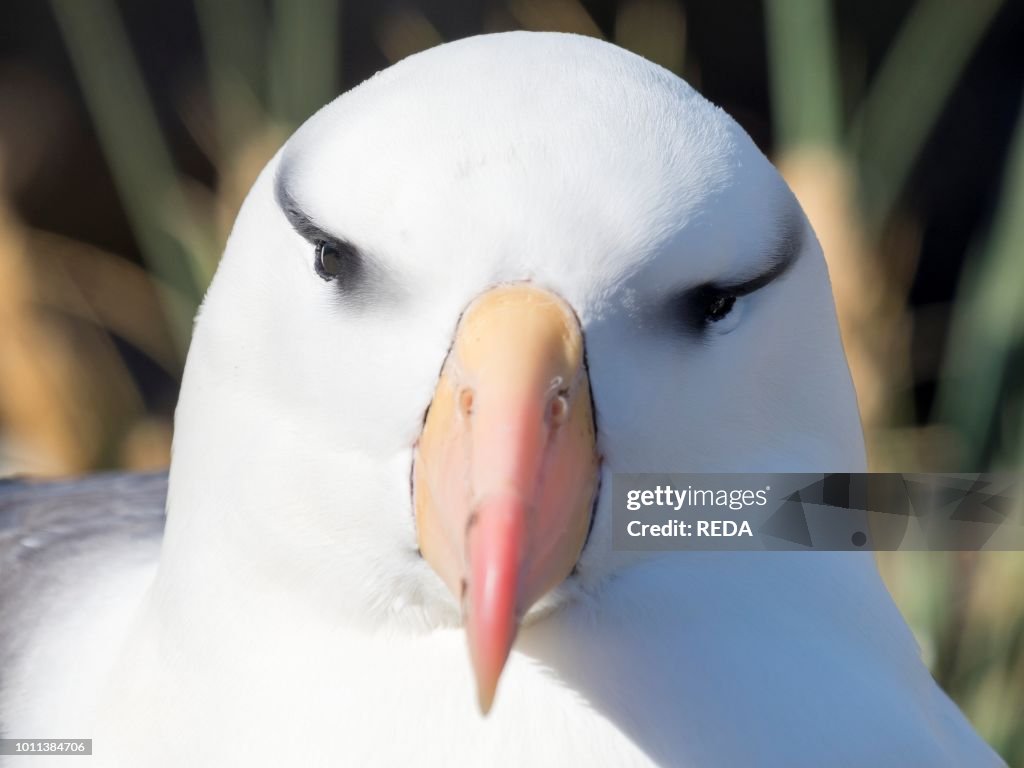 Black-browed albatross or black-browed mollymawk Thalassarche melanophris South America Falkland Islands November